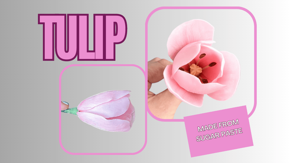 Two sugar paste tulip models, one closed and one open, against a grey background with text: "TULIP" and "MADE FROM SUGAR PASTE." Discover how to create these stunning flowers with our video tutorial.